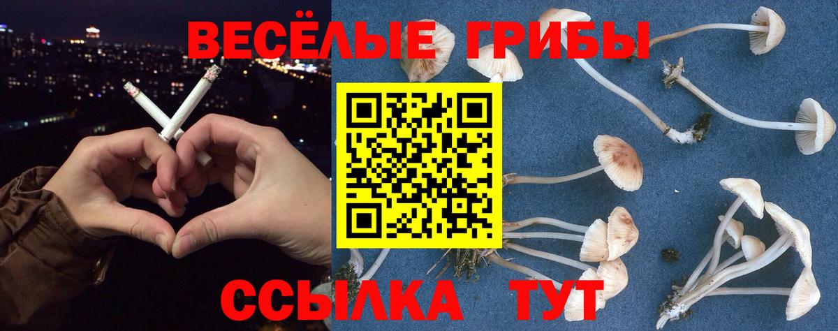 Галлюциногенные грибы MAGIC MUSHROOMS  где можно купить наркотик  Сердобск  Галлюциногенные грибы Psilocybe  Вход с VPN 